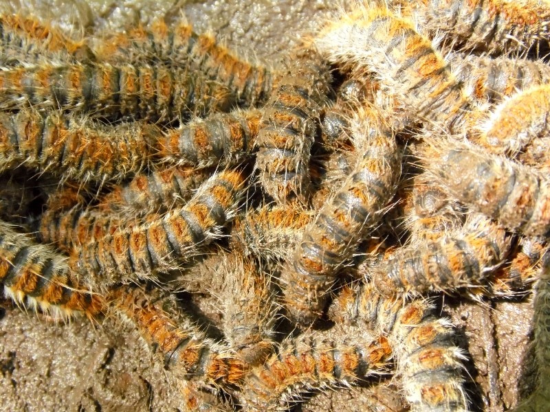 Processonaria - Thaumetopoea pityocampa